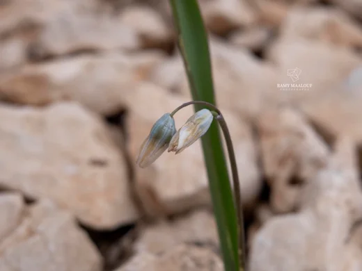 Puschkinia scilloides