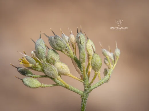 Odontarrhena condensata subsp. flexibilis