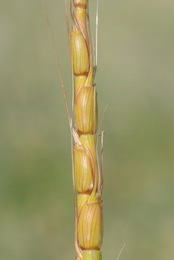 نسب المصنف - غير تجاري 4.0 دولي (CC BY-NC 4.0)- i naturalist.