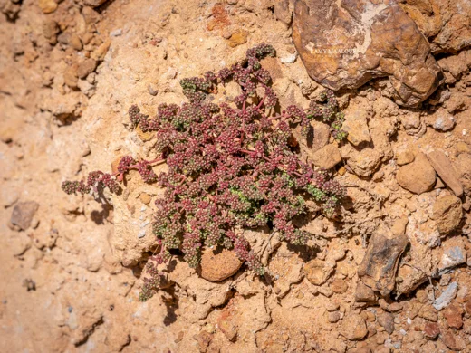Herniaria glabra