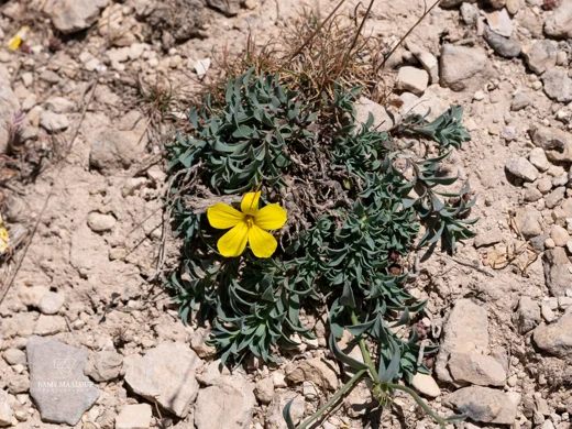 Linum toxicum