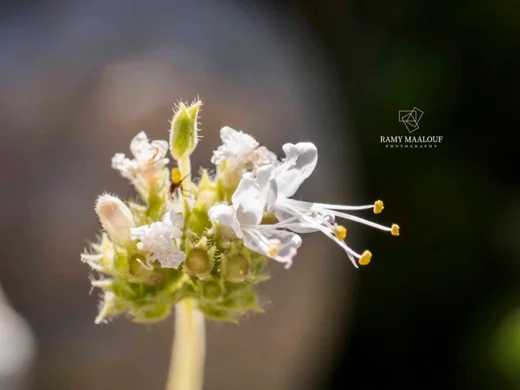 Cyclotrichium origanifolium