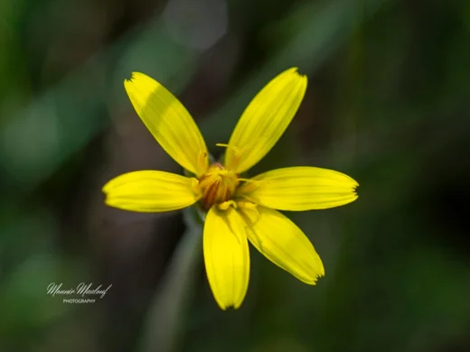 Pseudopodospermum molle
