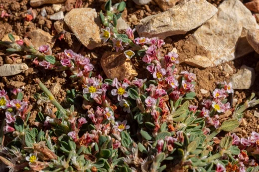 Polygonum cedrorum