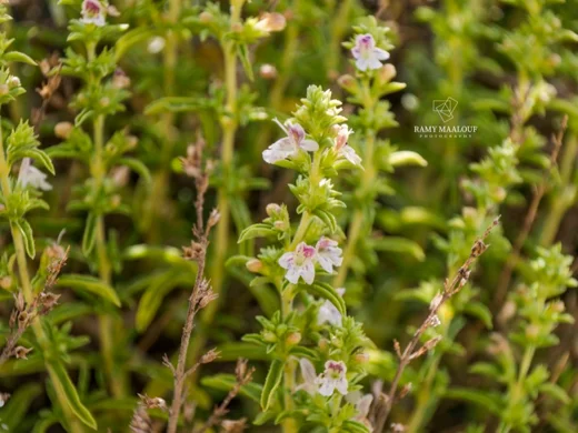 Satureja cuneifolia