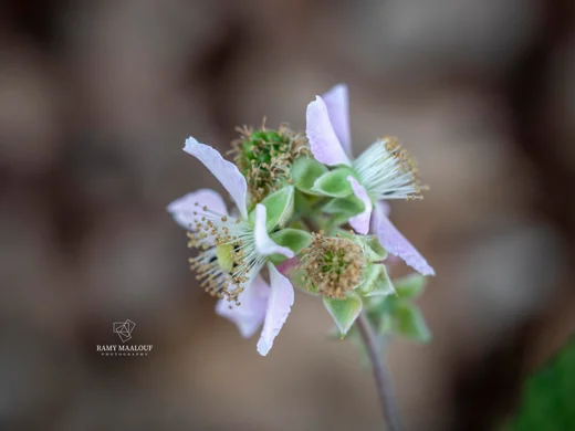 Rubus canescens