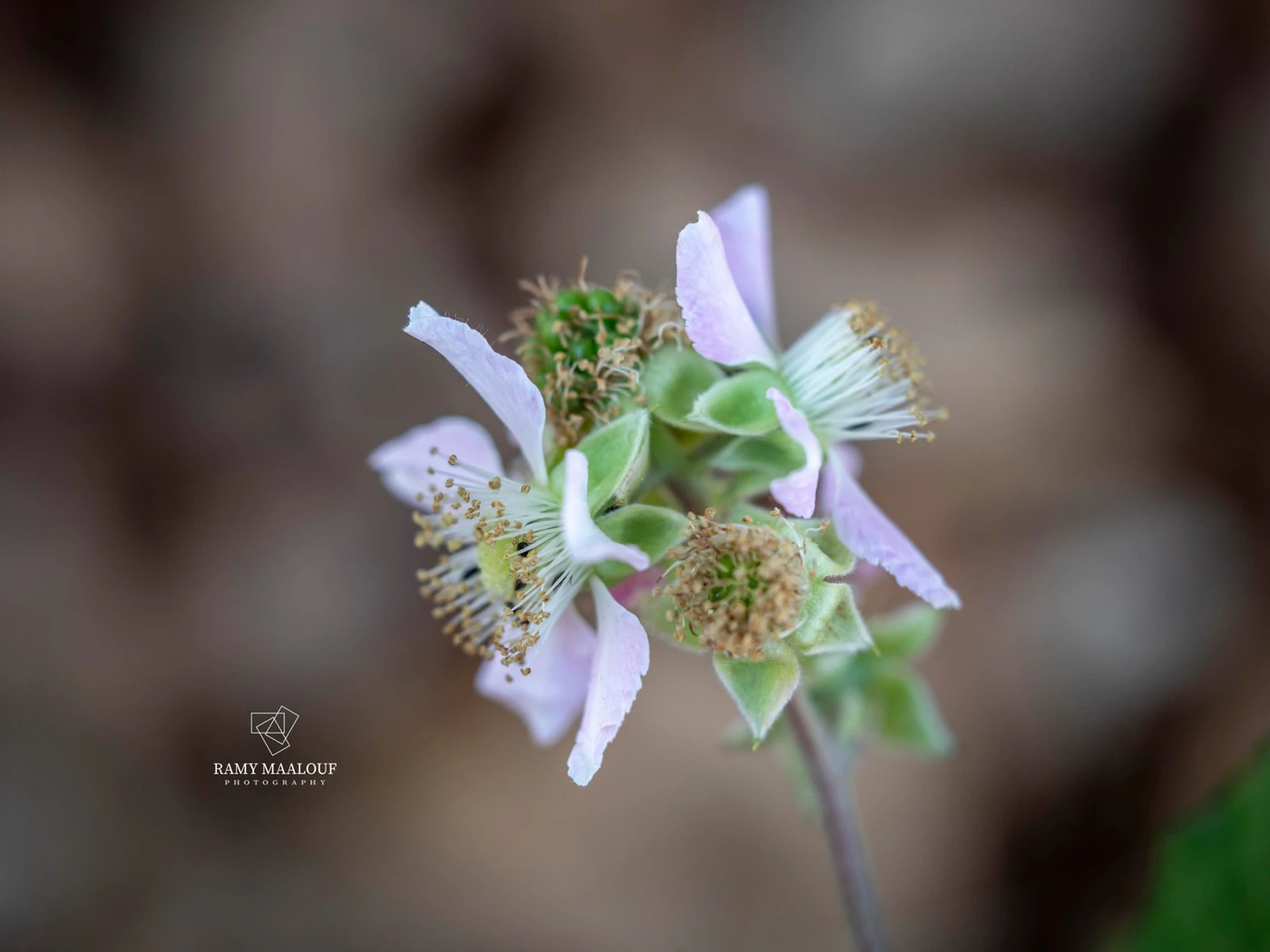 Rubus canescens