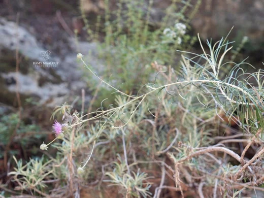 Ptilostemon chamaepeuce