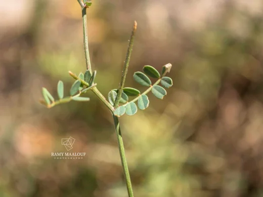 Coronilla libanotica