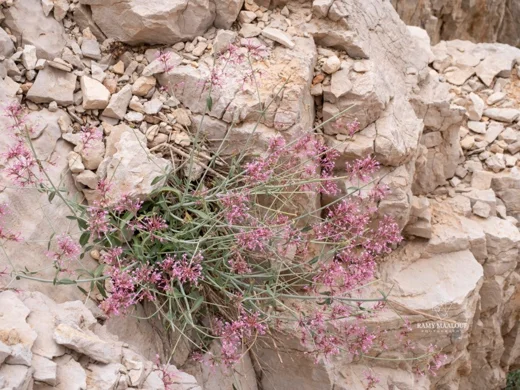 Centranthus longiflorus
