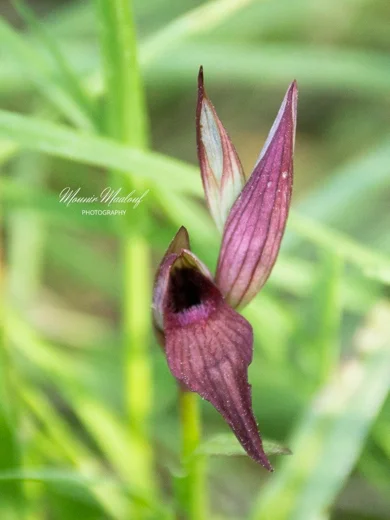Serapias orientalis subsp. levantina