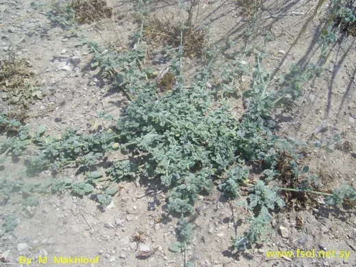 Heliotropium supinum