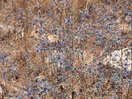 قرصعنة