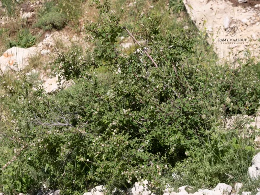 قطنية درهمية