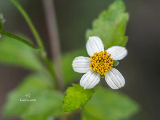 Bidens pilosa