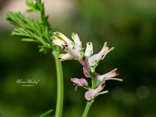 Fumaria judaica