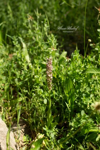 Anacamptis coriophora subsp. fragrans