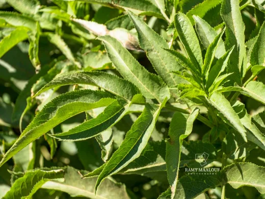 Sambucus ebulus