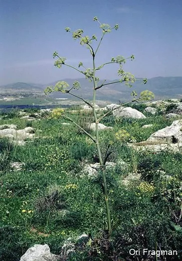 فسوخ مغربي