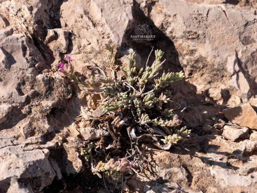 Teucrium socinianum