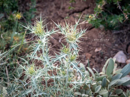 Cirsium leucocephalum subsp. hermonis