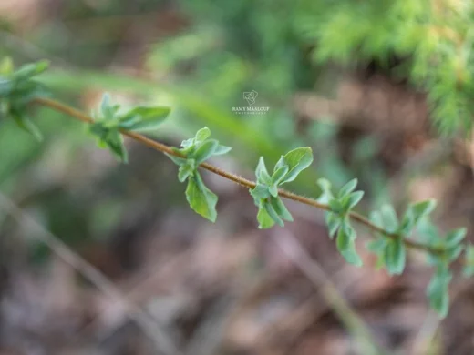 Origanum × barbarae