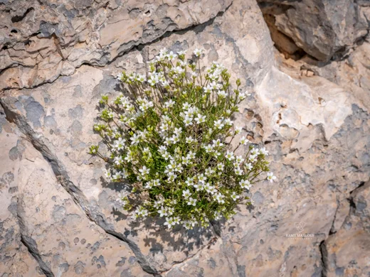 Sabulina juniperina