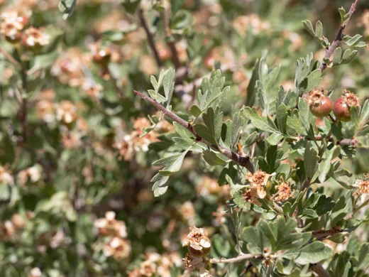 زعرور