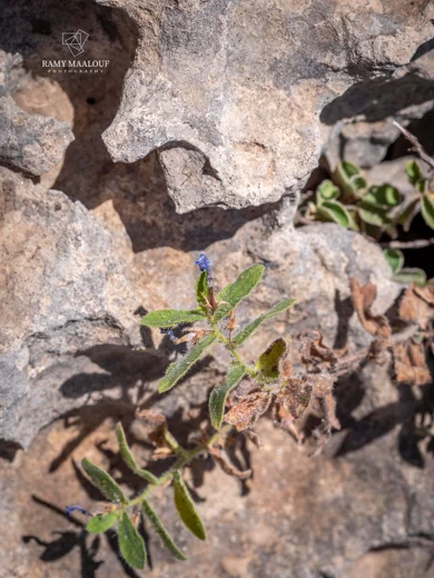 Alkanna prasinophylla