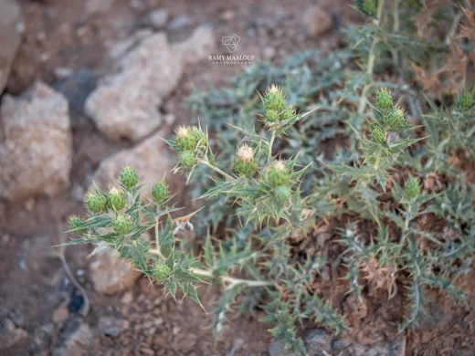 Cousinia ramosissima