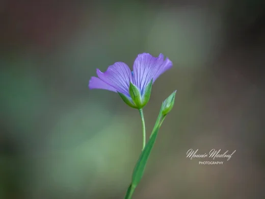 Linum bienne
