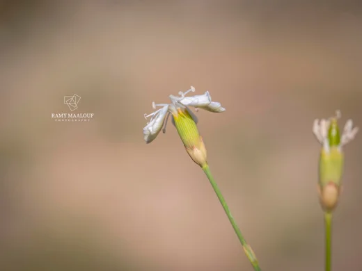 Dianthus micranthus var. alb