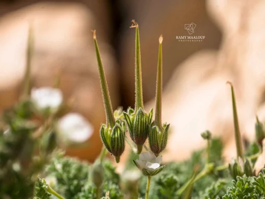 Erodium trichomanifolium var. alb