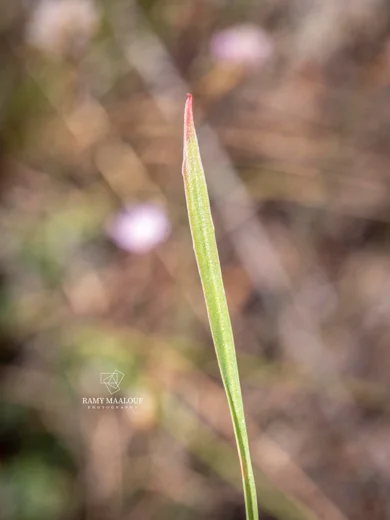 Armeria undulata