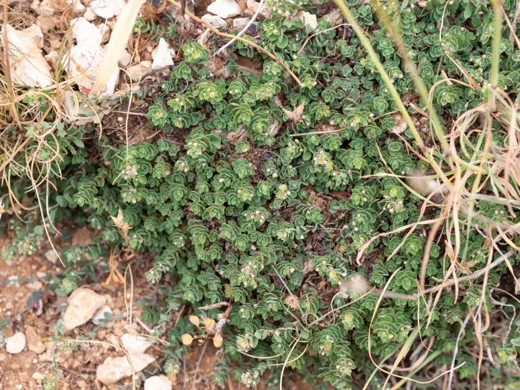 Andrachne telephioides