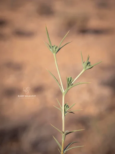 قرصعنة متجمعة