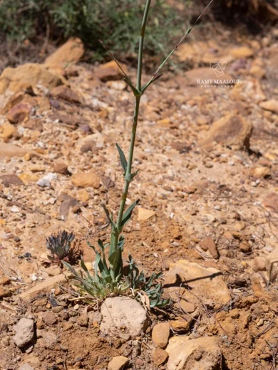 سيلينة رويترية