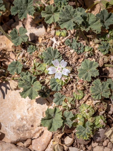 خبازة صغيرة الأزهار