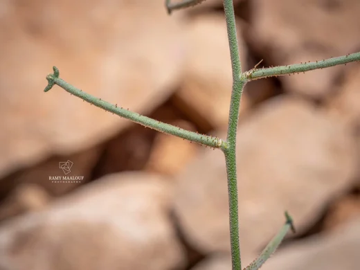 Matthiola fruticulosa