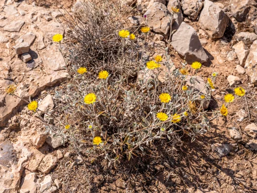 Rhanteriopsis lanuginosa