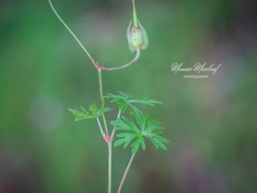 Geranium columbinum