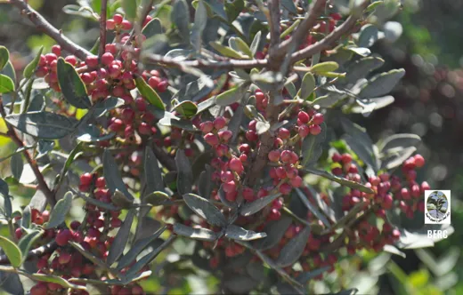 سَريس