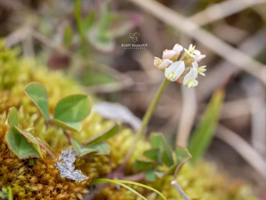 Trifolium repens subsp. macrorrhizum