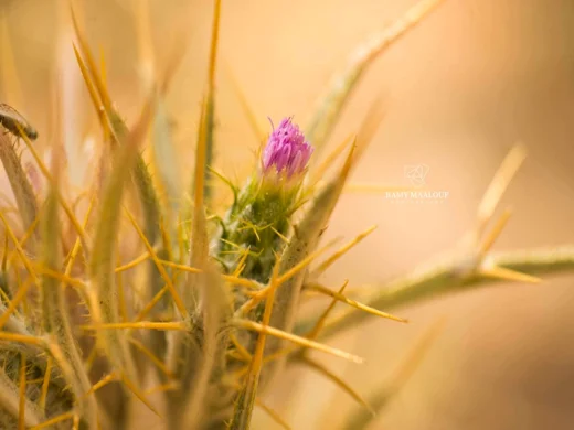 قُصوان الجِمال