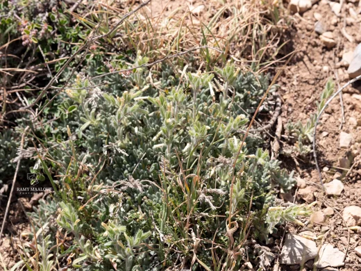 Onosma rascheyana