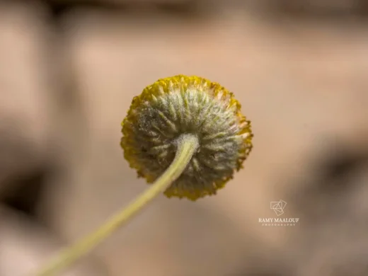 بهار الصباغين