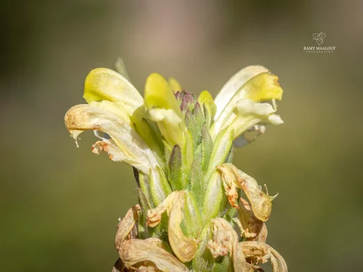 Pedicularis comosa