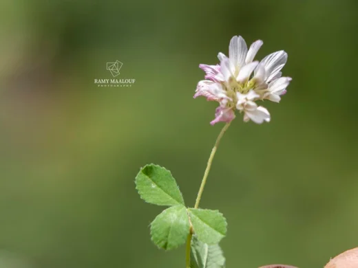 Trifolium erubescens