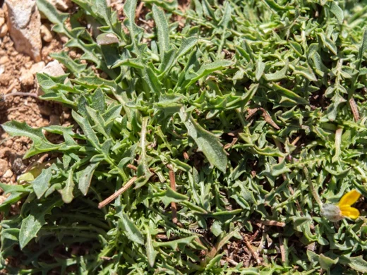 سراغة روبرتية