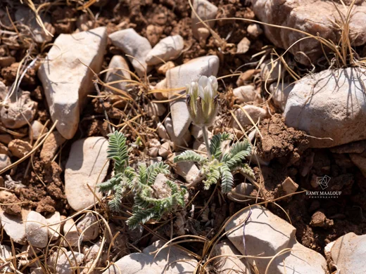 Astragalus lanatus